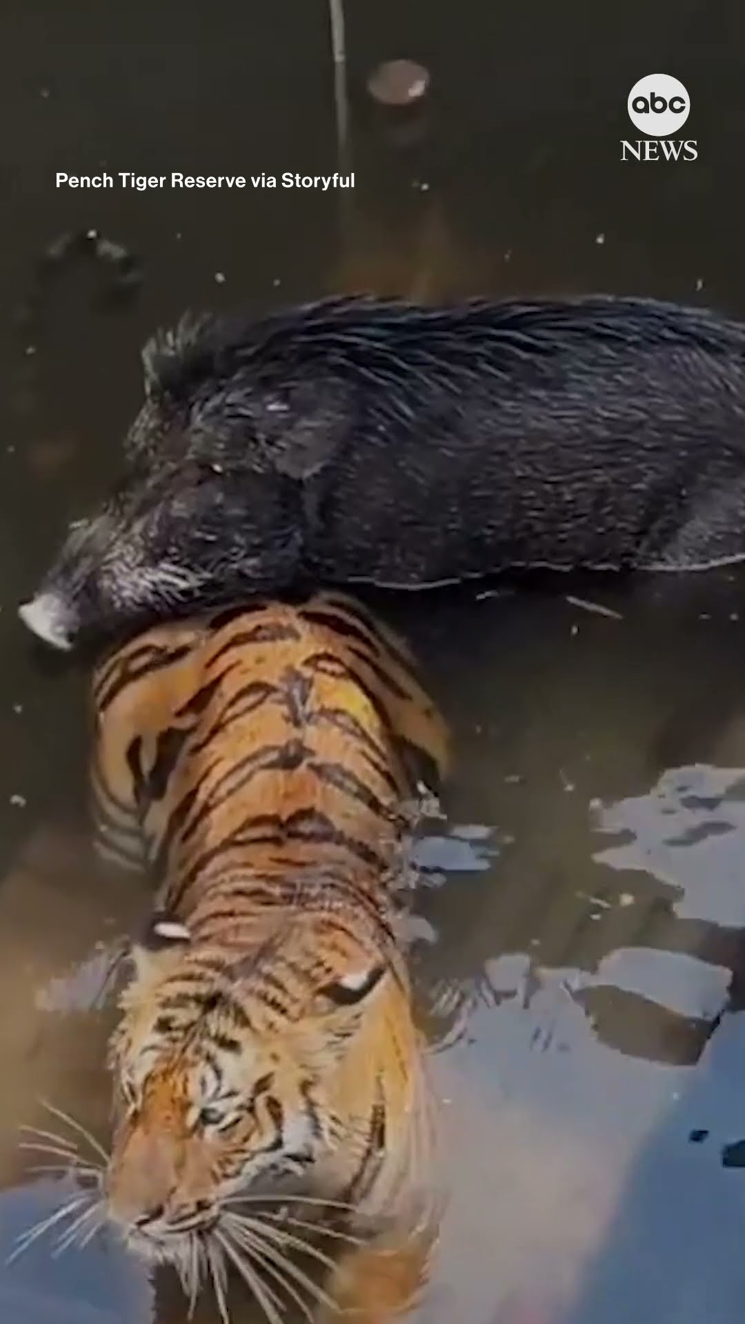 Tiger and wild boar rescued after falling into a well in India