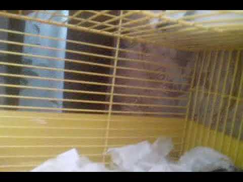 Хомяк в доме