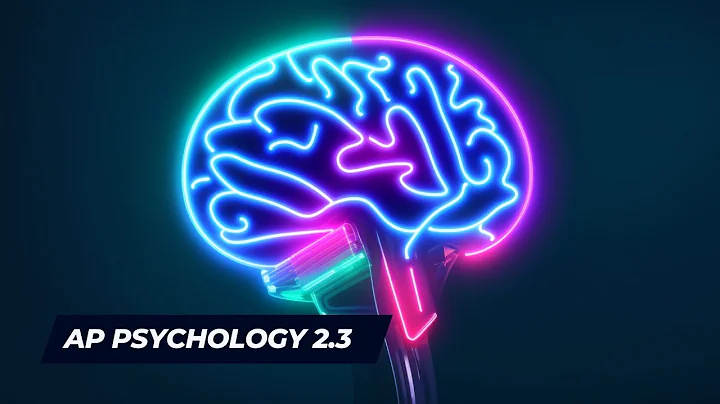 The Nervous System (AP Psychology Unit 2.3A)