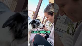 飼い主に突然唸り始める理由 🐶