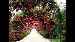 Ride Through Our Rose Arbor!