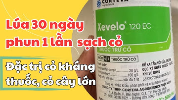 Đặc trị cỏ gạo, cỏ đuôi phụng, thuốc trừ cỏ lúa 30 ngày, không cần phân Urê