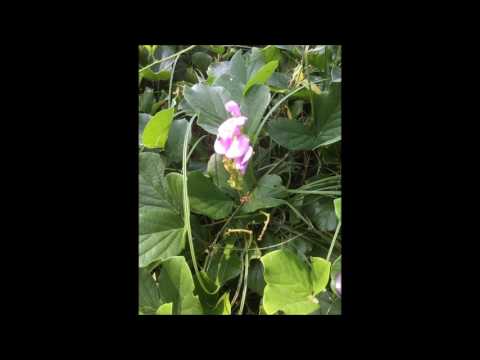 "TANANINA" 昭和３５年組NATA
