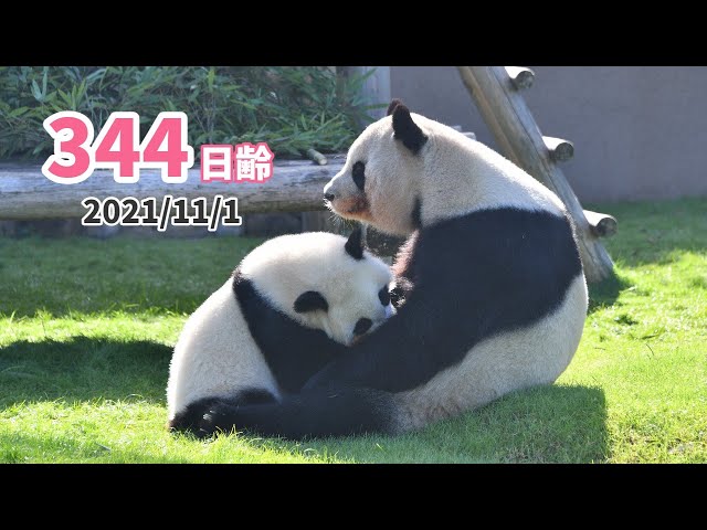 パンダの赤ちゃん（楓浜）】ミルク（344日齢） - YouTube
