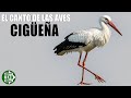 🕊️🔊 ¡Escucha el crotoreo de la CIGUEÑA! 🔊 Sonido de Ave Acuatica