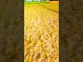 Leaun Supari Ji Karta Pr Khrche Se Mera Del Dart Mene Jendgi Kati Trekr Pr Sortsvideo 