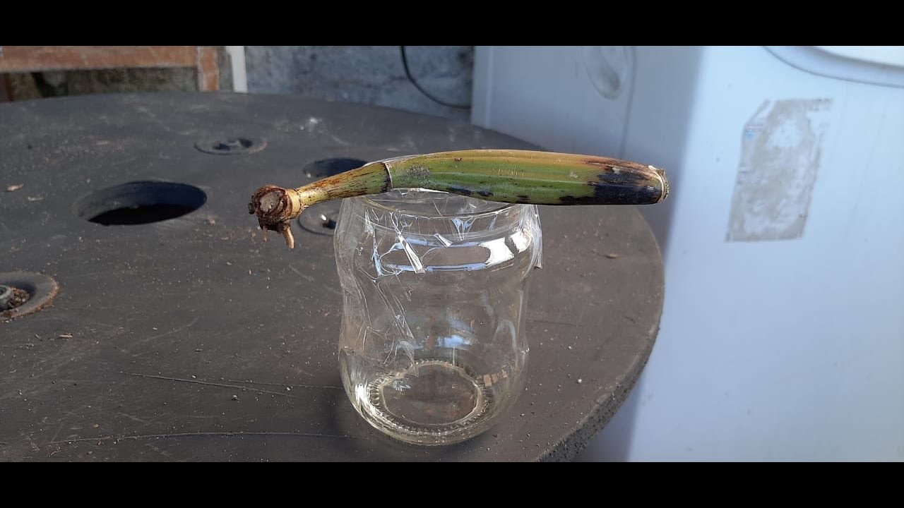 Como salvar o seu bulbo de cattleya sem raízes e sem broto nenhum