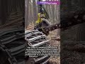 The Most Satisfying Forestry Work You'll Ever See #worker #process #amazing #satisfying #tech