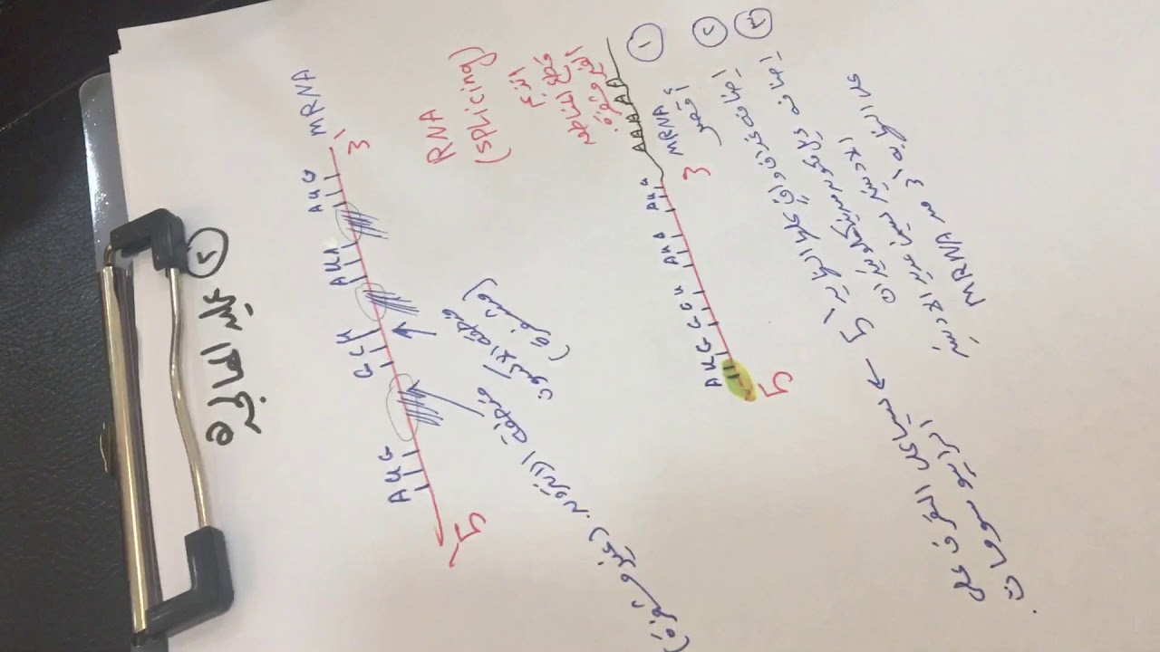 عملية المعالجة / خطوات صنع البروتين