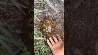 Can Box Turtles Swim?? 🤔