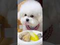 Cute puppy ❤️ #かわいい犬 #anjingcomel #สุนัขน่ารัก#cutedogph #chóđángyêu #anjinglucu #cachorrofofo