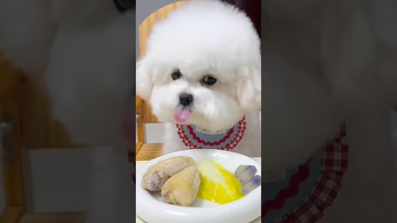 Cute puppy ❤️ #かわいい犬 #anjingcomel #สุนัขน่ารัก#cutedogph #chóđángyêu #anjinglucu #cachorrofofo