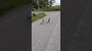 This way for BREAKFAST #duckpond #duckstory #ducksong #feedingtime #cymru