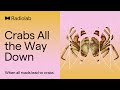 Crabs All the Way Down | Radiolab Podcast