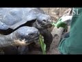 New galapagos tortoises polly and prescilla settle in at zsl london zoo