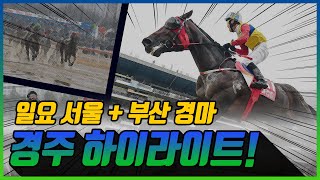 [일요 경마] 2024년 1월 21일 일요 경마 하이라이트