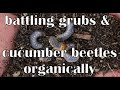 battling PESTs - Organically - 1 of 5 - GRUBs & Cucumber BEETLES + growing pumpkin tips