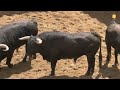 Sorteo toros de Garcigrande y Domingo Hernández en Sevilla, miércoles 4 de mayo 2022