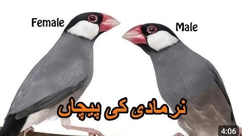 How to difference male and female in java | full Information vedio related to java gender