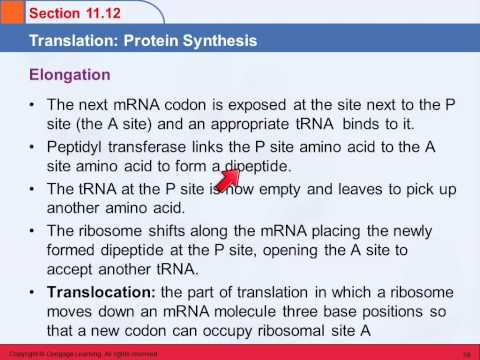 Video: PATTERNA: Transkriptome Bredt Søk Etter Funksjonelle RNA-elementer Via Strukturelle Datasignaturer