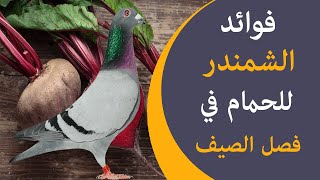 الطريقة الصحيحة لتحضير الشمندر للحمام