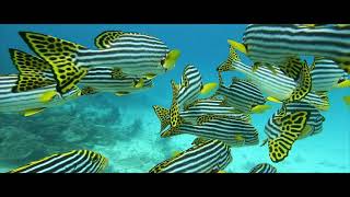 Full Kuoni Kandolhu Maldives News