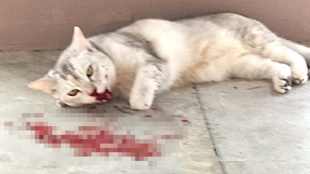 Мужик избил бездомного котёнка, решив отомстить, но когда тот перестал шевелиться - убежал!