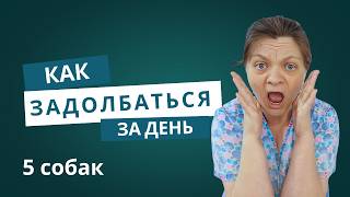 видео: Пять собак в ГРУМИНГ САЛОНЕ или как задолбаться картинка: Пять собак в ГРУМИНГ САЛОНЕ или как задолбаться