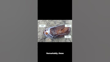 The Dark Truth About Sea Cucumbers