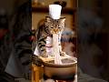 Chubby Orange Cat Cooks Japanese SOBA in the Cute Way ;) #CookingCat #CatLovers #soap #ASMR
