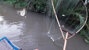 Vớt cá ăn tết P2: Trúng lớn dạo vớt đầu | Săn bắt SÓC TRĂNG |