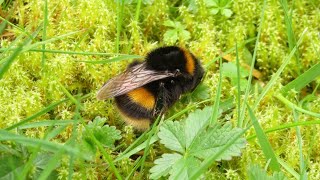 A Beautiful Bumblebee Queen