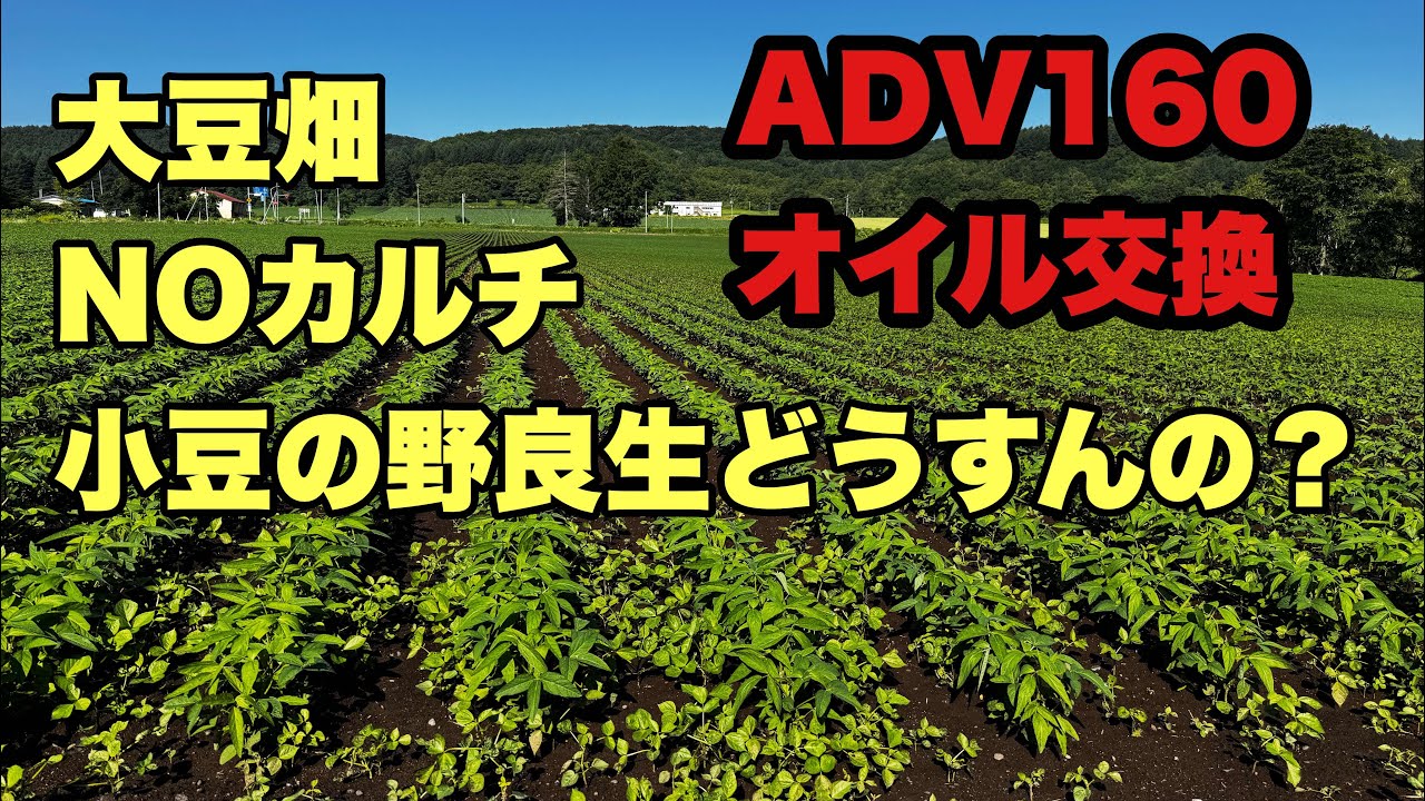 2025年　6月28日　大豆畑NOカルチ　小豆の野良生どうすんの？　ADV160オイル交換