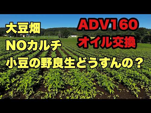 2025年 6月28日 大豆畑NOカルチ 小豆の野良生どうすんの？ ADV160