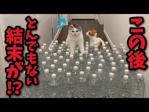 大量のペットボトルに水を入れたら猫がとんでもない行動に…！！？【関西弁でしゃべる猫】【猫アテレコ】