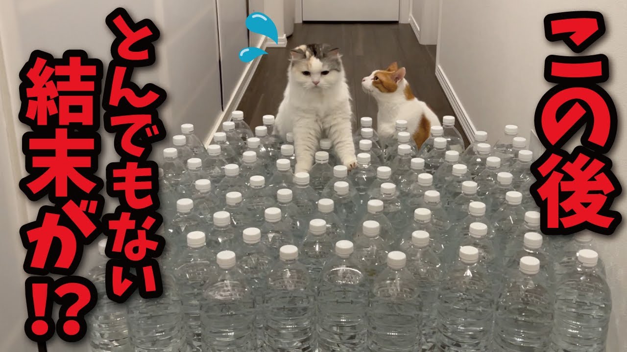 If you fill a bunch of plastic bottles with water, your cat will