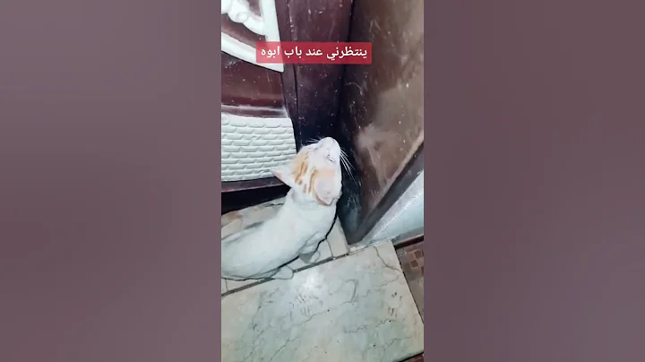 Video 4944961: cutecat catlover catplaying golden, cats catlover cutecat funny, cat playing cutecat, funny cats dogs, enjoy funny cats