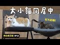 【黃阿瑪的後宮生活】大小貓同居中！四小虎日常EP.6