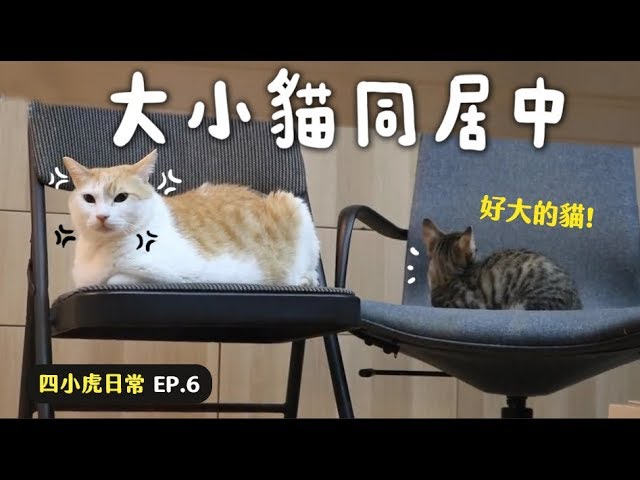 【黃阿瑪的後宮生活】大小貓同居中！四小虎日常EP.6