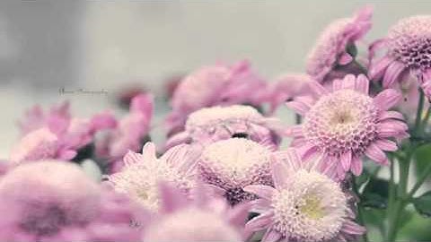 Quran _ Nasser alqtami- ناصر القطامي - سورة الزلزلة