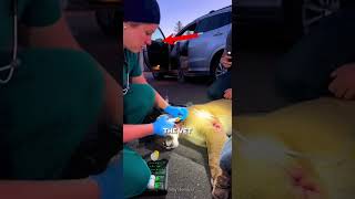 This Mountain Lion Crashed Through His Sunroof With A Rattlesnake🦁💔#shorts