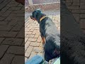 Don't Skip wait till end🤣🤣 #shortsfeed #shortsviral #rottweiler #cuteanimal #youtubeshorts #2026