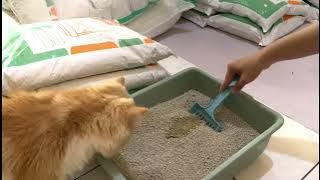 Pasir Kucing Gumpal Wangi KING