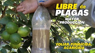 Libre de plagas y mayor producción de limón  Potente Foliar, Fungicida, Acaricida para Limonero