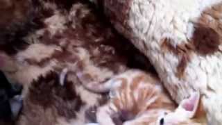 Devon Rex Kittens