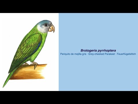 Video Encyclopedia of Parrot Species - #262 Brotogeris pyrrhoptera