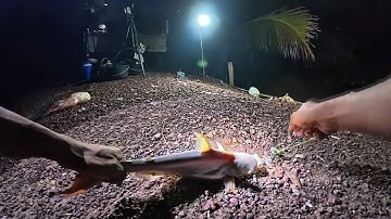 cá tra sông câu kiểu này hết cá luôn rồi | danh fishing | câu cá tra sông