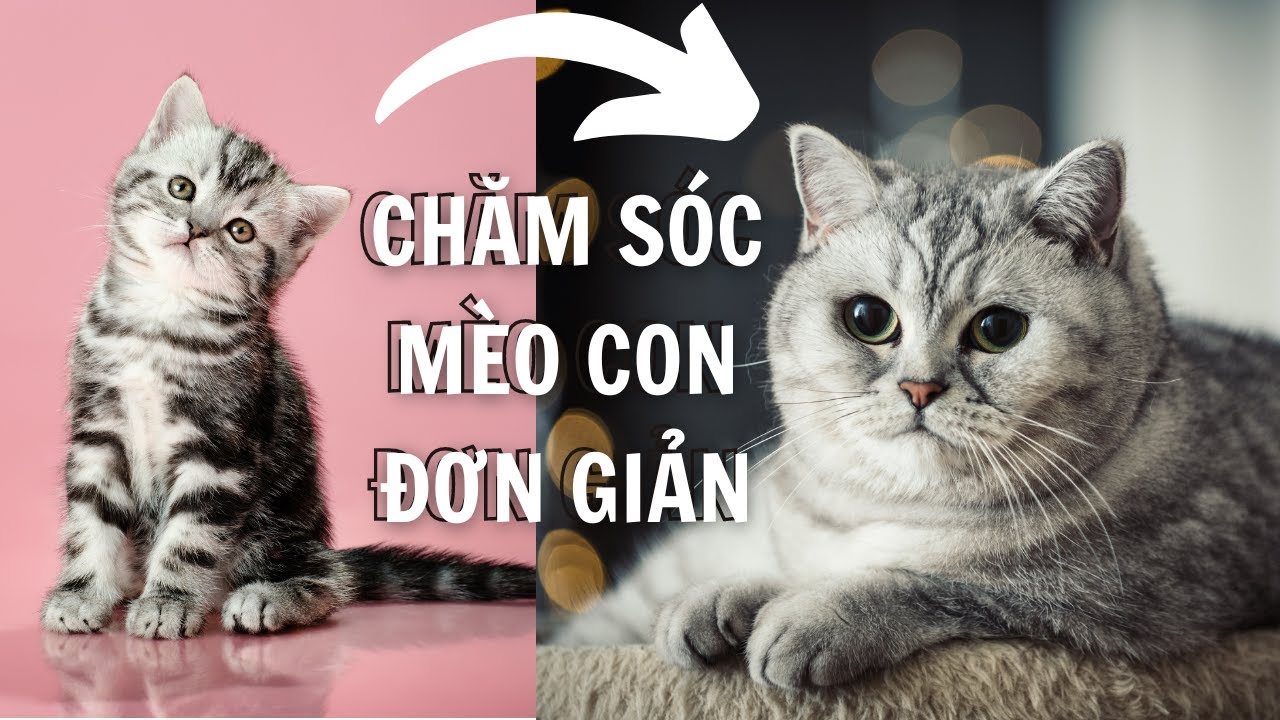 cham soc cho meo 2022 Update Cách (nuôi) chăm sóc mèo con khi mới mang về |Dayspet