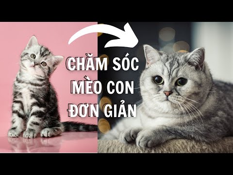 Video Cách (nuôi) chăm sóc mèo con khi mới mang về |Dayspet - youtube