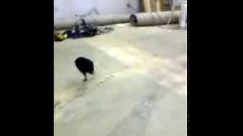 albino patternless burmese python eating a live chicken